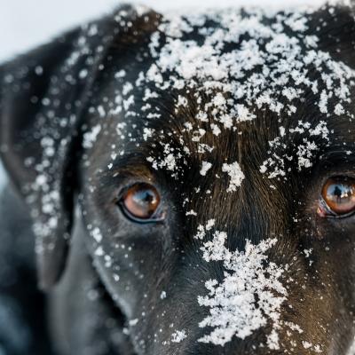 In de bergen met uw hond, onze tips In de bergen met uw hond, onze tips