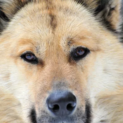 In de bergen met uw hond, onze tips