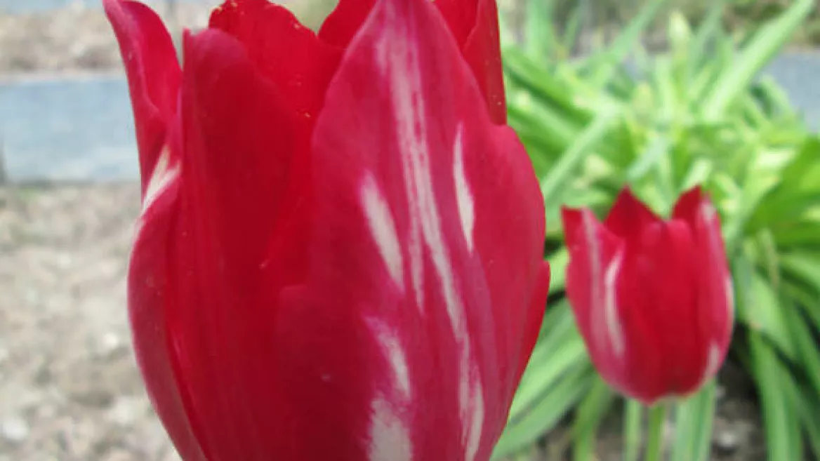 Tulipa Aximensis