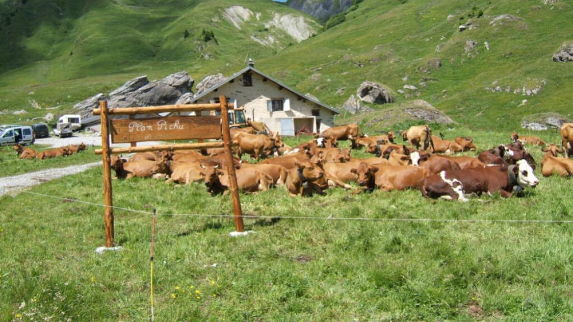 Alpage de Plan Pichu - Vallée de la Plagne