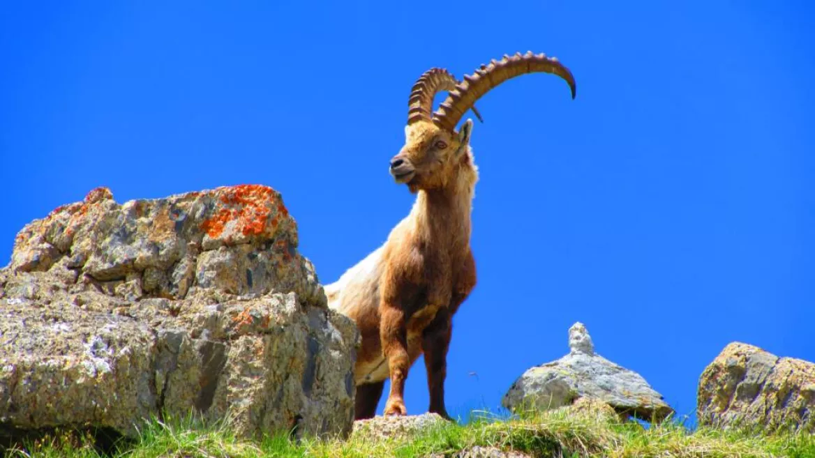 Aloïs Godard, berggids - vallei van La Plagne