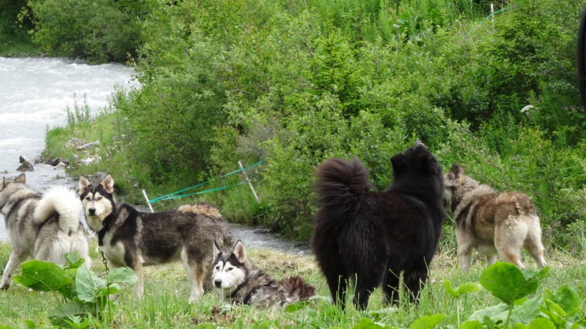 Cani-rando - Wandelen met honden