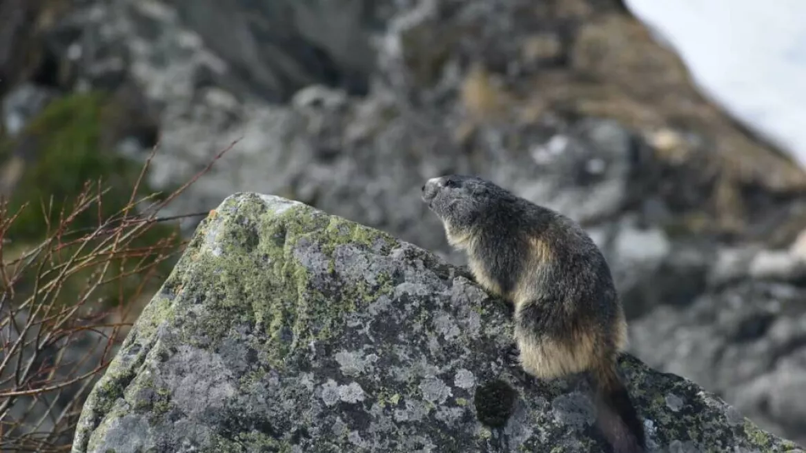 Matthieu RONDOUIN - berggids