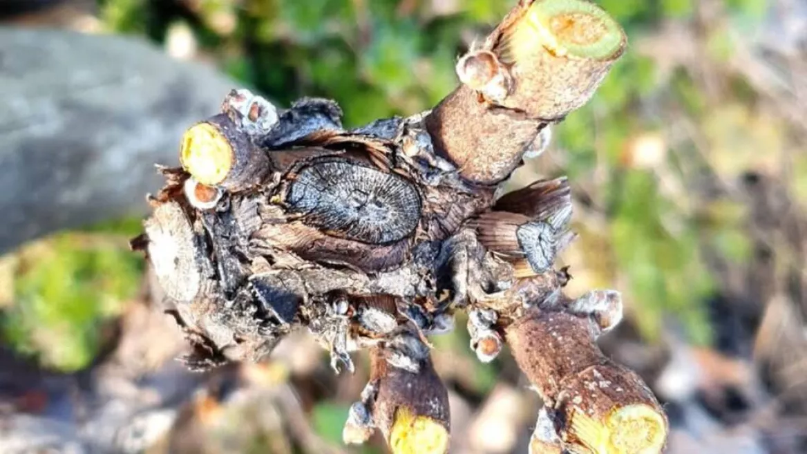 Workshops | Wijngaard snoeien_La Plagne Tarentaise