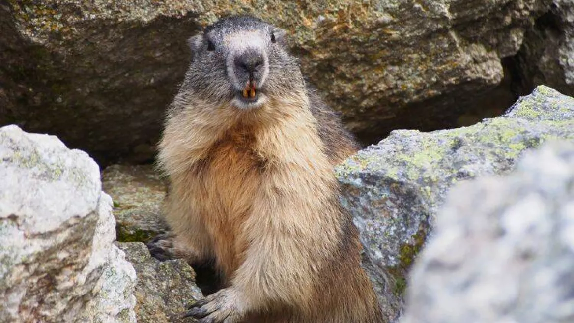 Natuur en ontdekking I Hooggelegen flora en fauna - La Sassière_Montchavin-les-Coches