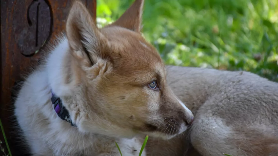 Cani ontdekkingstocht_Montchavin-les-Coches