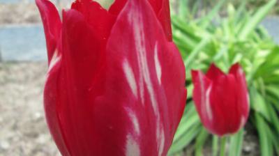 Tulipe aximensis