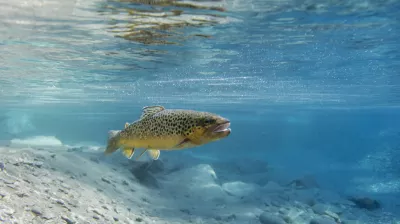 AAPPMA d'Aime - Gallië van de Ormente