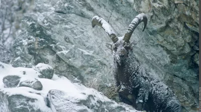 Observatie van de steenbokken_Champagny-en-Vanoise