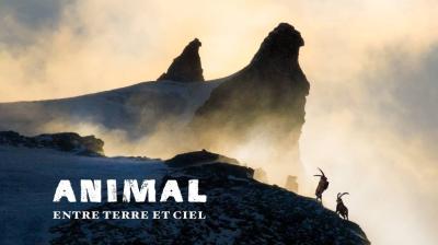 Lapied openluchtfilms: "ANIMAL, entre terre et ciel"