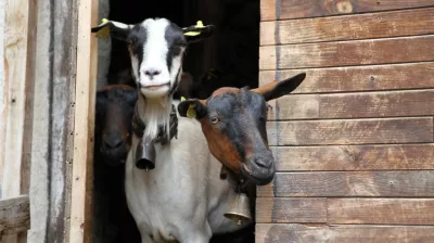 geiten op de Alpenweide