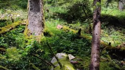 Vieux bois des secrets I Rendez-vous Nature en Savoie_Aime-la-Plagne