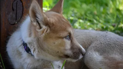 Cani ontdekkingstocht_Montchavin-les-Coches