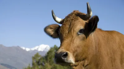 Natuur en ontdekking I De alpenweide en de bereiding van de Beaufort_Montchavin-les-Coches