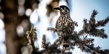 Cassenoix_mouchete-JNJ_Photo Cassenoix_mouchete-JNJ_Photo