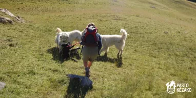 MAG-chien-de-compagnie-4-©pastokezako MAG-chien-de-compagnie-4-©pastokezako