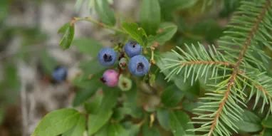 MAG-myrtille MAG-myrtille