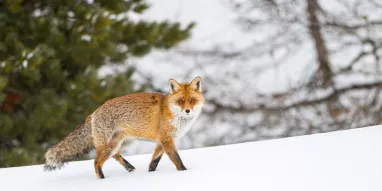 Renard-©JNJ-Photos Renard-©JNJ-Photos